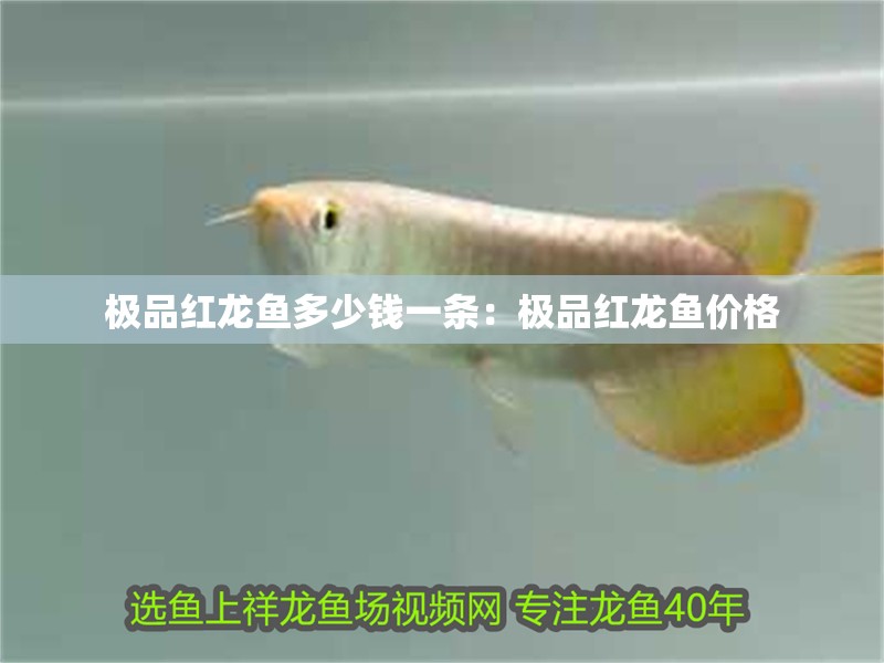 極品紅龍魚(yú)多少錢(qián)一條：極品紅龍魚(yú)價(jià)格