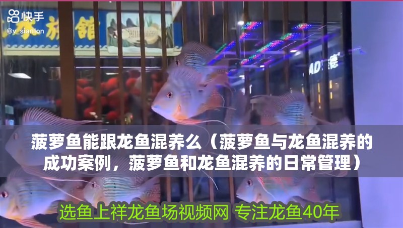 菠蘿魚能跟龍魚混養(yǎng)么（菠蘿魚與龍魚混養(yǎng)的成功案例，菠蘿魚和龍魚混養(yǎng)的日常管理）