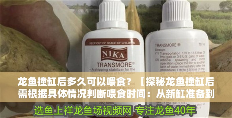 龍魚撞缸后多久可以喂食？【探秘龍魚撞缸后需根據具體情況判斷喂食時間：從新缸準備到心態調整】