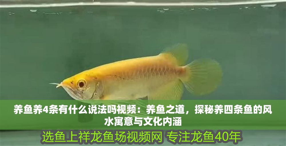 養魚養4條有什么說法嗎視頻：養魚之道，探秘養四條魚的風水寓意與文化內涵