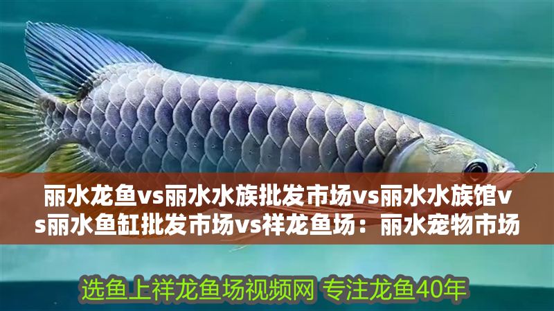 麗水龍魚vs麗水水族批發市場vs麗水水族館vs麗水魚缸批發市場vs祥龍魚場：麗水寵物市場分布，麗水龍魚品種介紹 麗水龍魚vs麗水水族批發市場vs麗水水族館vs麗水魚缸批發市場vs祥龍魚場：麗水寵物市場分布，麗水龍魚品種介紹 祥龍魚場各市分站 第2張