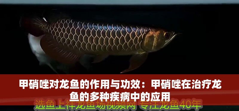 甲硝唑對龍魚的作用與功效：甲硝唑在治療龍魚的多種疾病中的應用