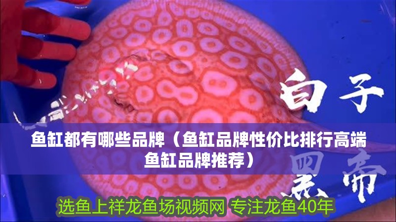 魚缸過濾器選購指南:自制魚缸過濾器魚缸上置過濾器對于養魚愛好者的必備知識 魚缸都有哪些品牌(魚缸品牌性價比排行高端魚缸品牌推薦) 龍魚百科 魚缸都有哪些品牌(魚缸品牌性價比排行高端魚缸品牌推薦) 魚缸都有哪些品牌(魚缸品牌性價比排行高端魚缸品牌推薦) 龍魚百科