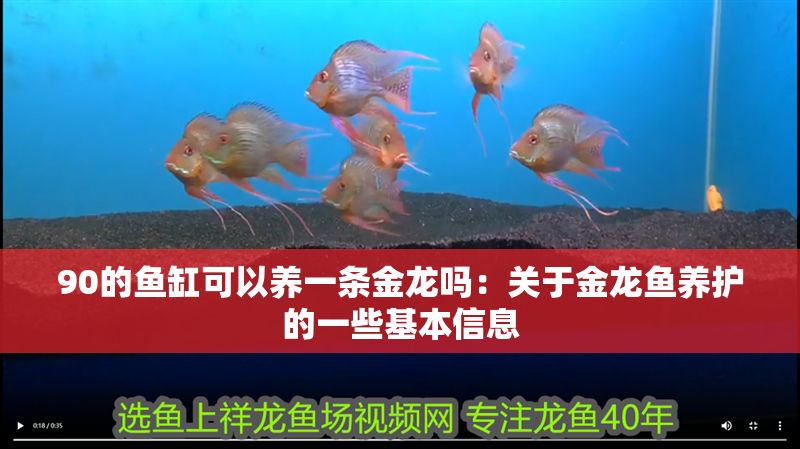 90的魚(yú)缸可以養(yǎng)一條金龍嗎：關(guān)于金龍魚(yú)養(yǎng)護(hù)的一些基本信息