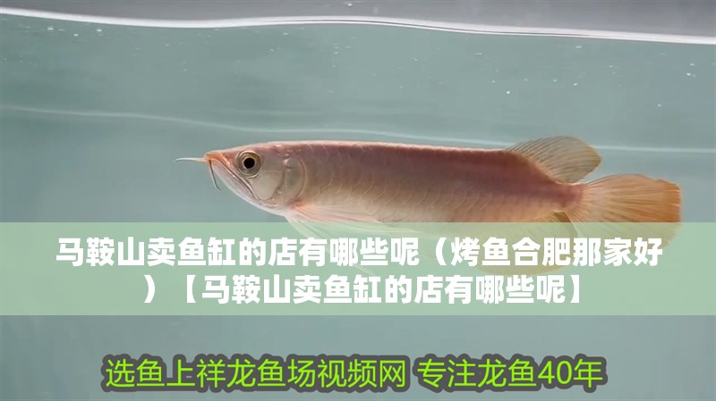 馬鞍山賣魚缸的店有哪些呢（烤魚合肥那家好）【馬鞍山賣魚缸的店有哪些呢】