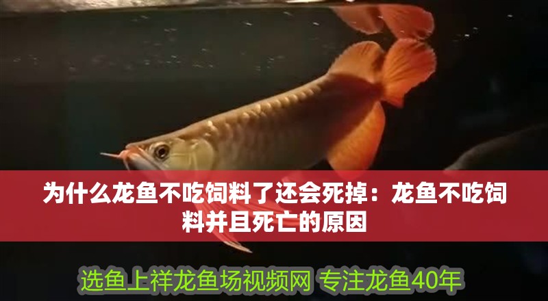 為什么龍魚不吃飼料了還會死掉：龍魚不吃飼料并且死亡的原因