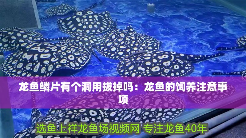龍魚鱗片有個洞用拔掉嗎：龍魚的飼養注意事項