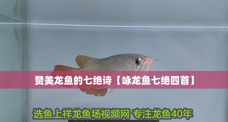 贊美龍魚的七絕詩【詠龍魚七絕四首】