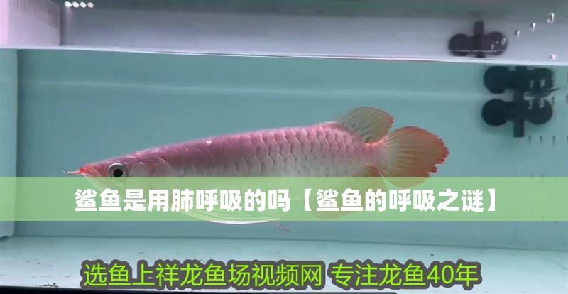 詳細閱讀:鯊魚是用肺呼吸的嗎【鯊魚的呼吸之謎】 鯊魚是用肺呼吸的嗎【鯊魚的呼吸之謎】