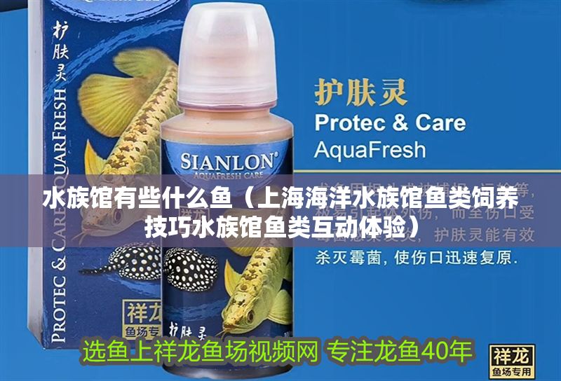 水族館有些什么魚（上海海洋水族館魚類飼養技巧水族館魚類互動體驗）