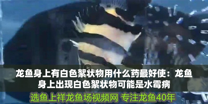 龍魚身上有白色絮狀物用什么藥最好使：龍魚身上出現白色絮狀物可能是水霉病