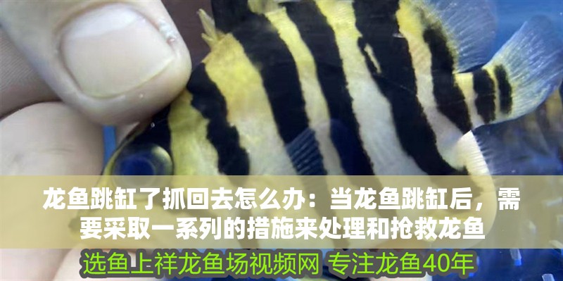 龍魚跳缸了抓回去怎么辦：當龍魚跳缸后，需要采取一系列的措施來處理和搶救龍魚