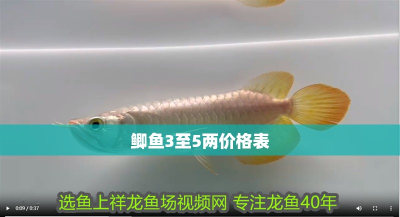 鯽魚3至5兩價格表