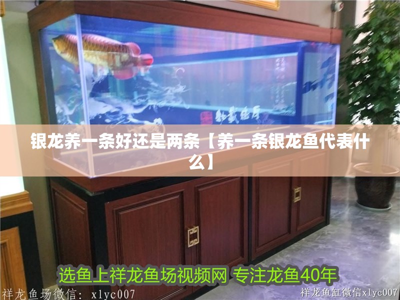 銀龍養一條好還是兩條【養一條銀龍魚代表什么】
