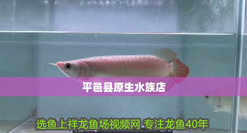 平邑縣原生水族店