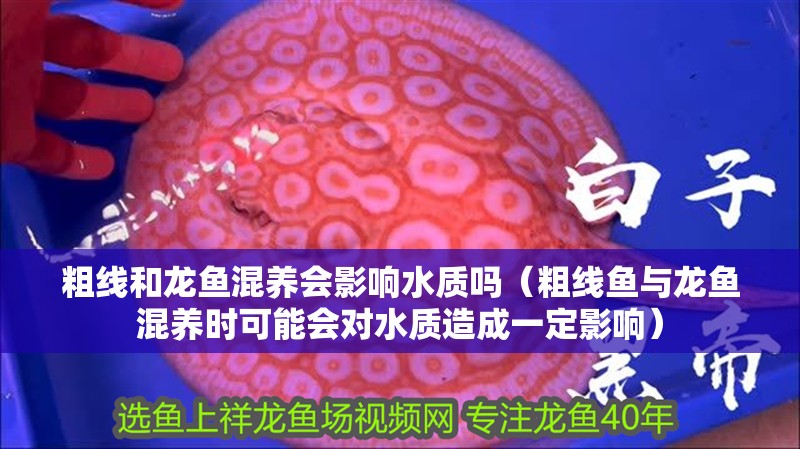 粗線和龍魚混養會影響水質嗎（粗線魚與龍魚混養時可能會對水質造成一定影響）