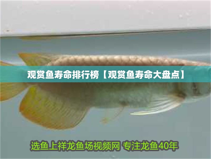 觀賞魚壽命排行榜【觀賞魚壽命大盤點(diǎn)】