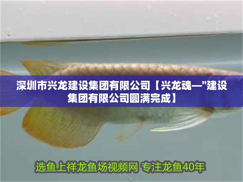 深圳市興龍建設集團有限公司【興龍魂—