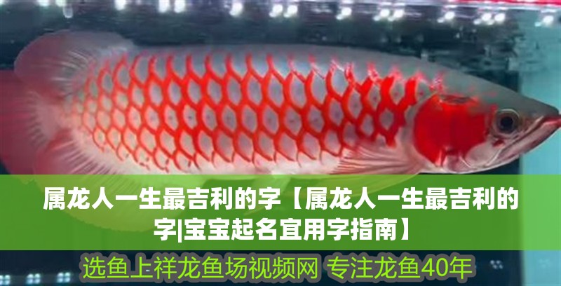 屬龍人一生最吉利的字【屬龍人一生最吉利的字|寶寶起名宜用字指南】