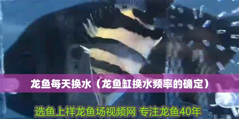龍魚每天換水（龍魚缸換水頻率的確定）