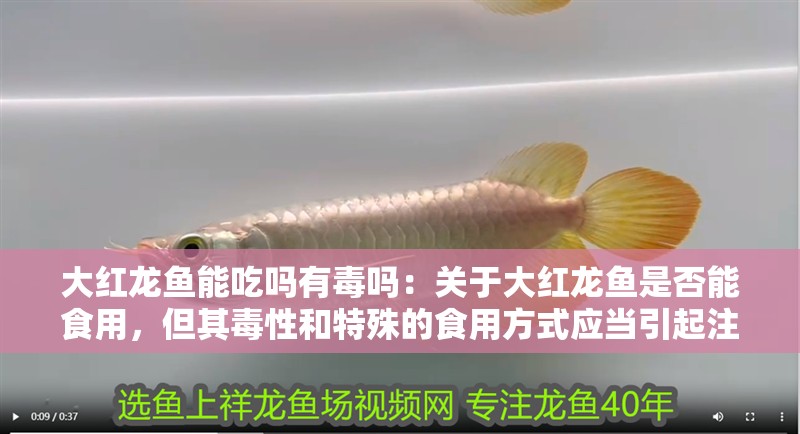 大紅龍魚能吃嗎有毒嗎：關于大紅龍魚是否能食用，但其毒性和特殊的食用方式應當引起注意