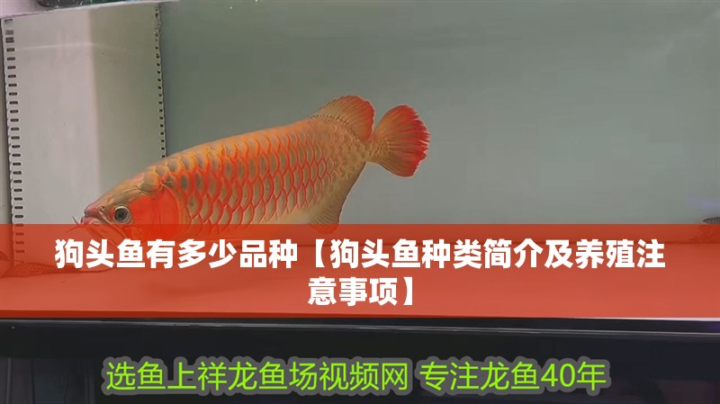 狗頭魚有多少品種【狗頭魚種類簡介及養殖注意事項】