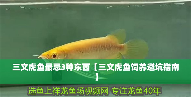 三文虎魚最忌3種東西【三文虎魚飼養避坑指南】