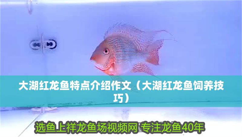 大湖紅龍魚(yú)特點(diǎn)介紹作文（大湖紅龍魚(yú)飼養(yǎng)技巧）