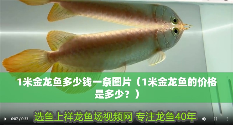 1米金龍魚多少錢一條圖片（1米金龍魚的價格是多少？）