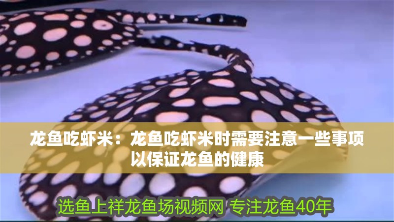 龍魚吃蝦米：龍魚吃蝦米時需要注意一些事項以保證龍魚的健康