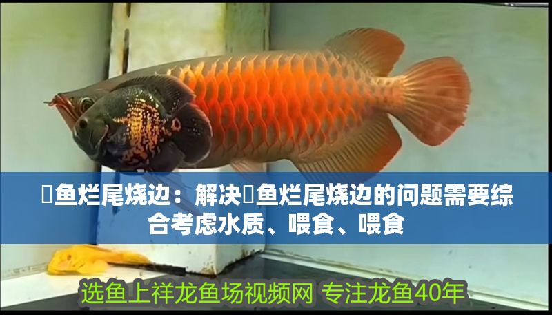 魟魚爛尾燒邊：解決魟魚爛尾燒邊的問題需要綜合考慮水質、喂食、喂食 魟魚爛尾燒邊：解決魟魚爛尾燒邊的問題需要綜合考慮水質、喂食、喂食 魟魚百科 第2張