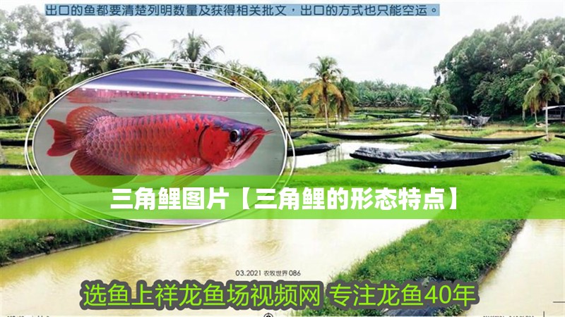 三角鯉圖片【三角鯉的形態特點】