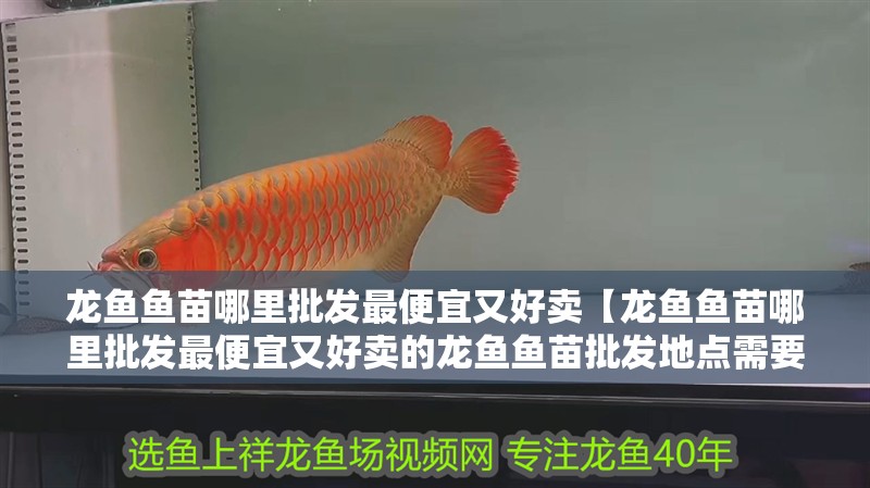 龍魚魚苗哪里批發最便宜又好賣【龍魚魚苗哪里批發最便宜又好賣的龍魚魚苗批發地點需要考慮多個因素】
