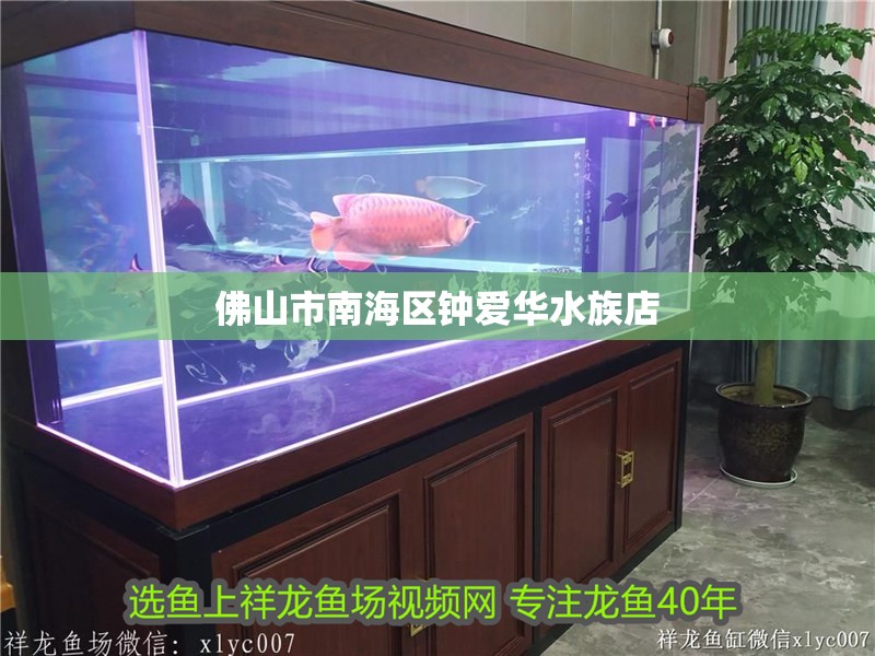 佛山市南海區(qū)鐘愛華水族店