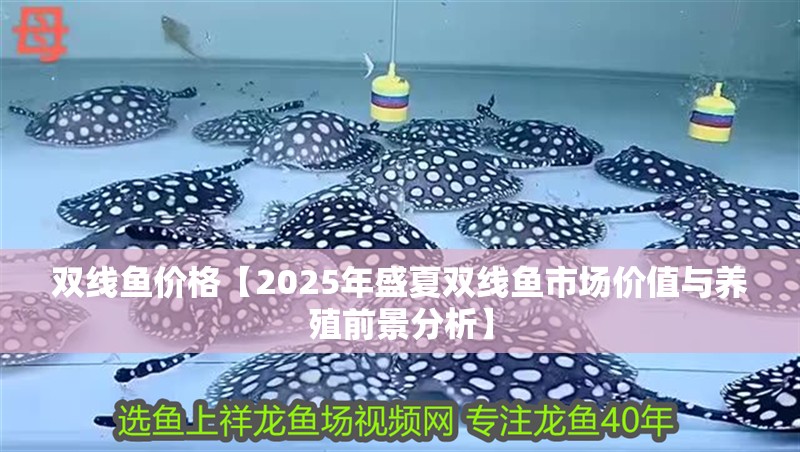 鸚鵡魚和銀龍魚混養怎樣喂食 雙線魚價格【2025年盛夏雙線魚市場價值與養殖前景分析】 龍魚論壇 雙線魚價格【2025年盛夏雙線魚市場價值與養殖前景分析】 雙線魚價格【2025年盛夏雙線魚市場價值與養殖前景分析】 龍魚論壇