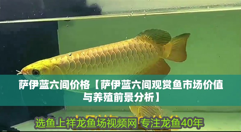 薩伊藍六間價格【薩伊藍六間觀賞魚市場價值與養殖前景分析】