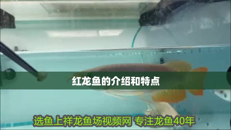 紅龍魚的介紹和特點