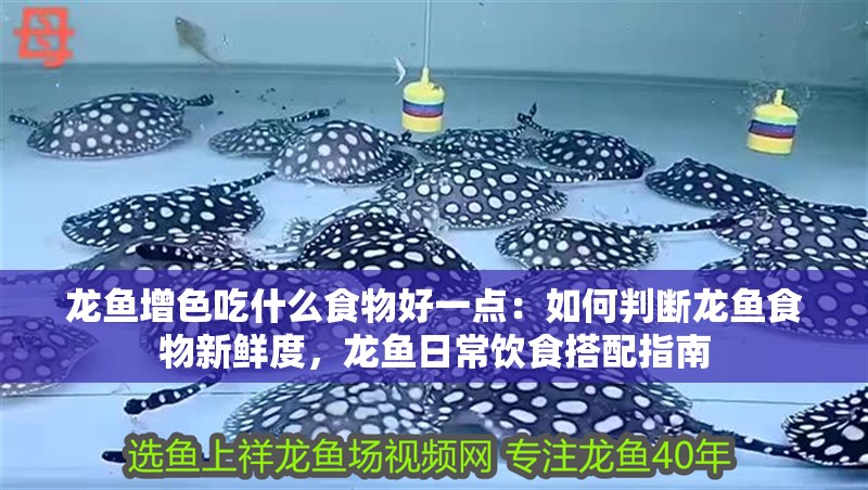 龍魚增色吃什么食物好一點：如何判斷龍魚食物新鮮度，龍魚日常飲食搭配指南