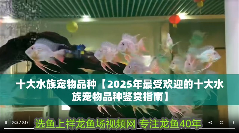十大水族寵物品種【2025年最受歡迎的十大水族寵物品種鑒賞指南】
