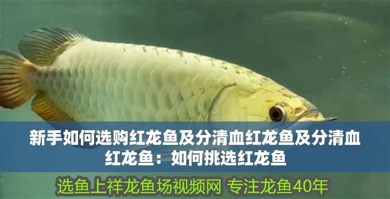 新手如何選購紅龍魚及分清血紅龍魚及分清血紅龍魚：如何挑選紅龍魚