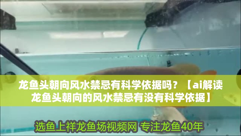 龍魚頭朝向風水禁忌有科學依據嗎？【ai解讀龍魚頭朝向的風水禁忌有沒有科學依據】