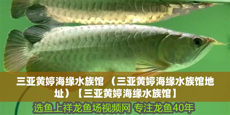 三亞黃婷海緣水族館 （三亞黃婷海緣水族館地址）【三亞黃婷海緣水族館】