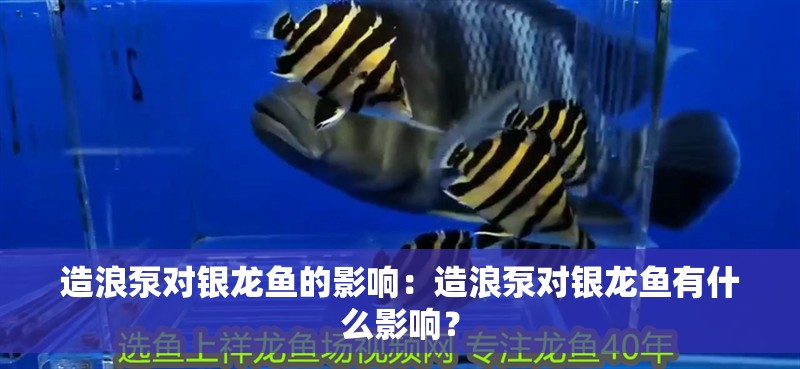 造浪泵對銀龍魚的影響：造浪泵對銀龍魚有什么影響？