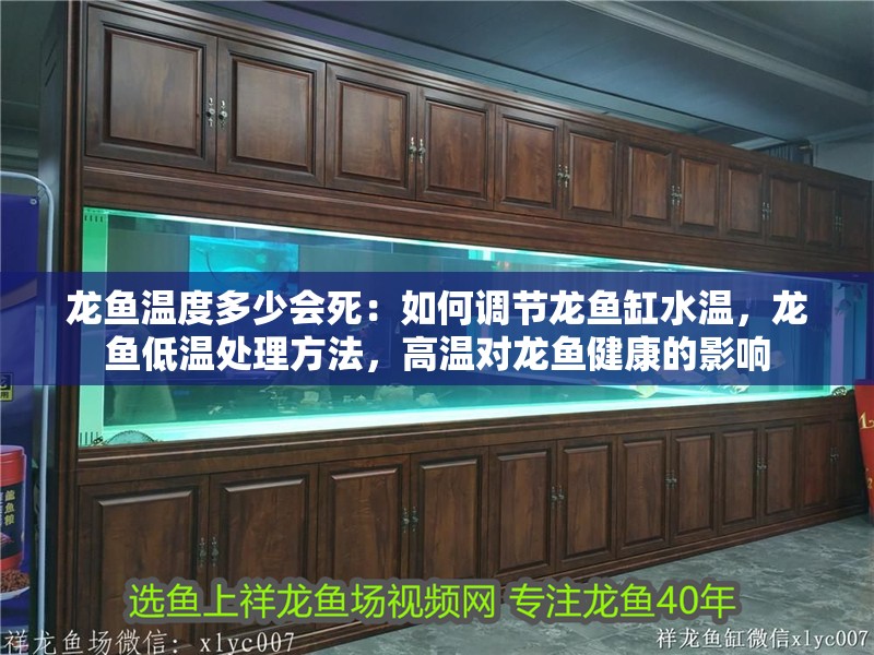 龍魚溫度多少會死：如何調節龍魚缸水溫，龍魚低溫處理方法，高溫對龍魚健康的影響