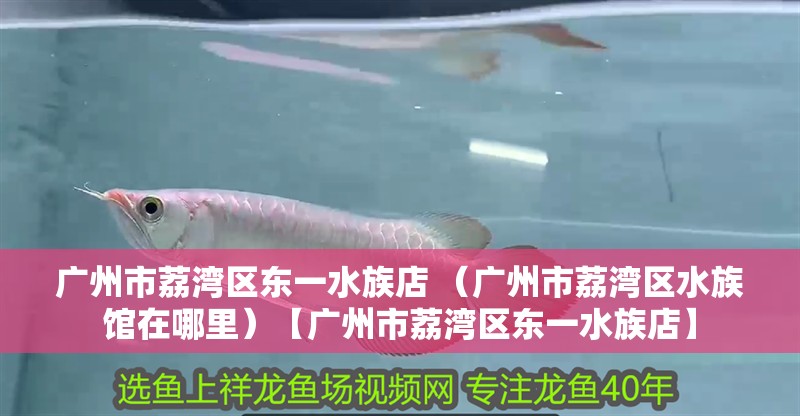 廣州市荔灣區東一水族店 （廣州市荔灣區水族館在哪里）【廣州市荔灣區東一水族店】