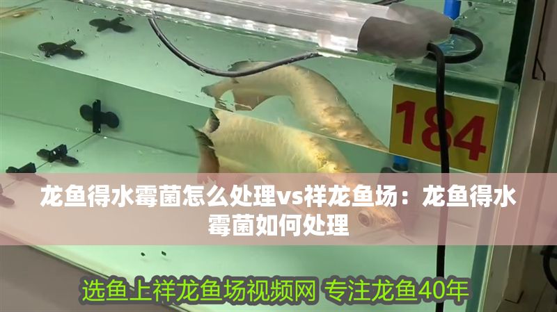 龍魚得水霉菌怎么處理vs祥龍魚場：龍魚得水霉菌如何處理