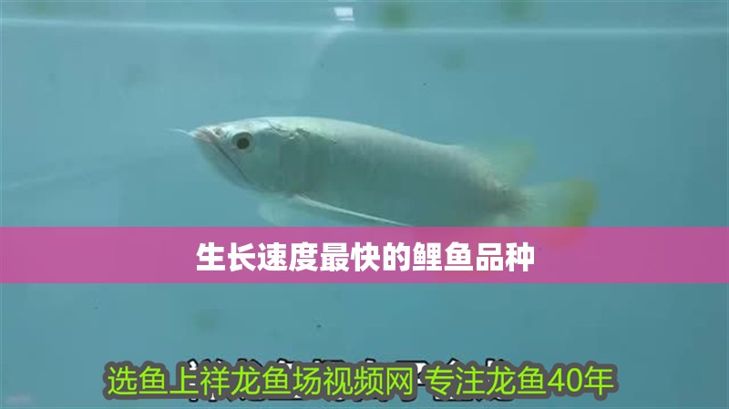 生長速度最快的鯉魚品種