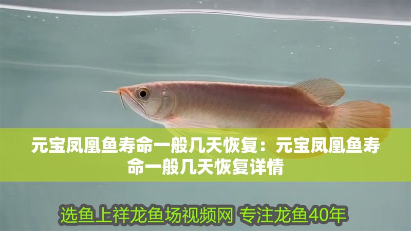 元寶鳳凰魚壽命一般幾天恢復：元寶鳳凰魚壽命一般幾天恢復詳情