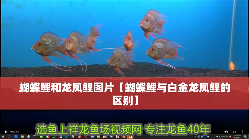 蝴蝶鯉和龍鳳鯉圖片【蝴蝶鯉與白金龍鳳鯉的區別】