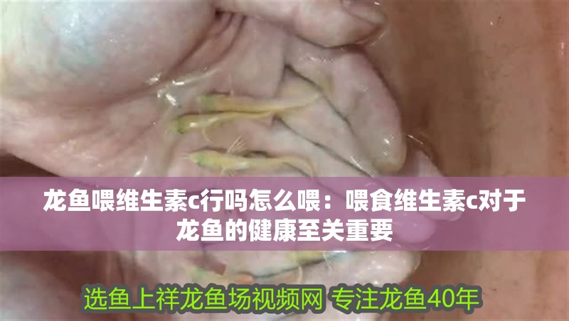 龍魚喂維生素c行嗎怎么喂：喂食維生素c對于龍魚的健康至關重要 龍魚喂維生素c行嗎怎么喂：喂食維生素c對于龍魚的健康至關重要 龍魚百科